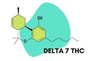 Like most cannabinoids, delta 7 THC is believed to interact primarily with the endocannabinoid system (ECS), a complex network of receptors, signaling molecules, and enzymes that help regulate critical physiological processes like mood, stress, immune function, sleep-wake cycle, and pain perception.