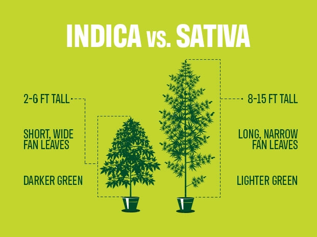Indica, Sativa, and Hybrid Strains