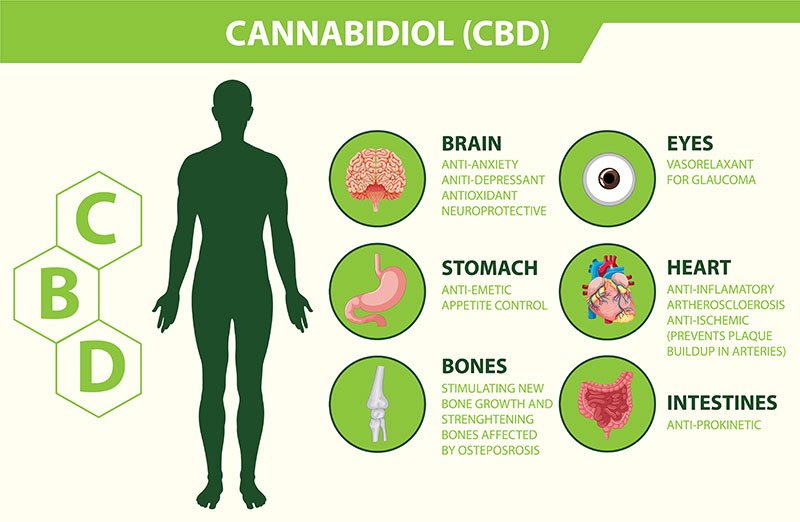 Exploring CBD Withdrawal: CBD withdrawal, though less common than THC withdrawal, can still occur in individuals who have been using CBD regularly. Symptoms may include irritability, anxiety, insomnia, and gastrointestinal discomfort. The duration of CBD withdrawal can vary depending on factors such as dosage, frequency of use, and individual physiology. In most cases, symptoms resolve within a week or two as the body clears the remaining CBD from the system.