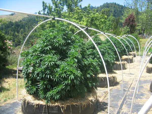  marijuana growing, to understanding regulatory considerations Outdoor Marijuana Growing, indoor Marijuana Growing 