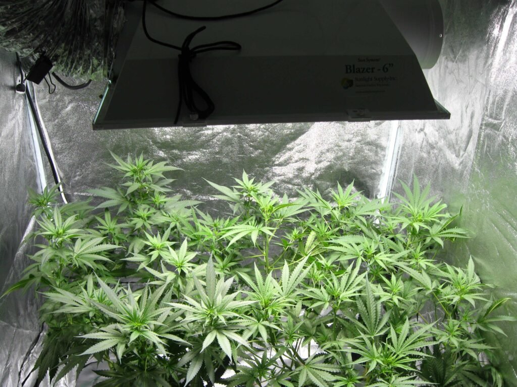  marijuana growing, to understanding regulatory considerations Outdoor Marijuana Growing, indoor Marijuana Growing 