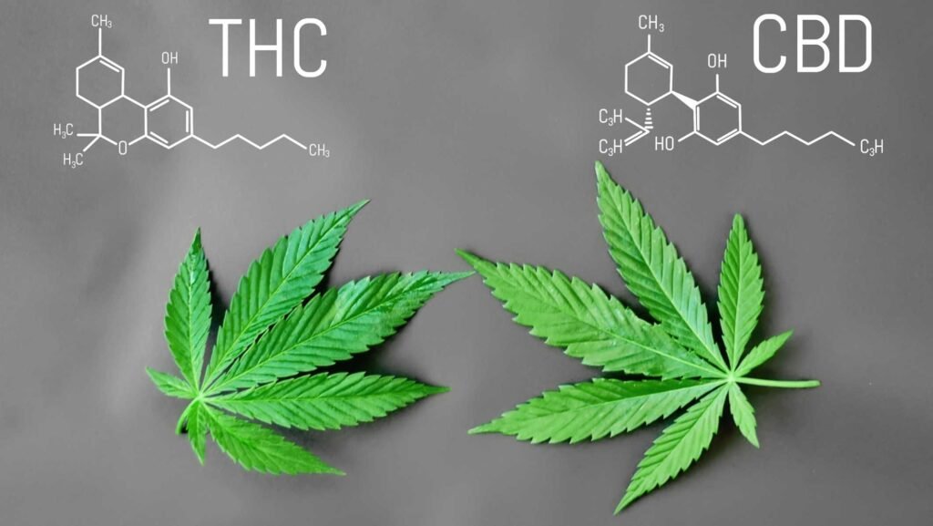 differences between CBD and THC