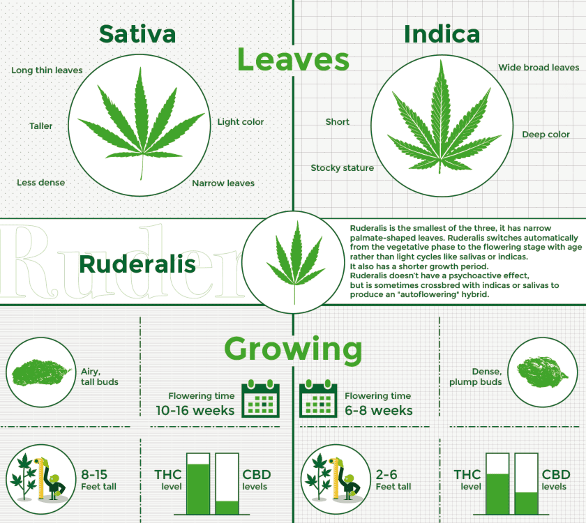  marijuana growing, to understanding regulatory considerations Outdoor Marijuana Growing, indoor Marijuana Growing 