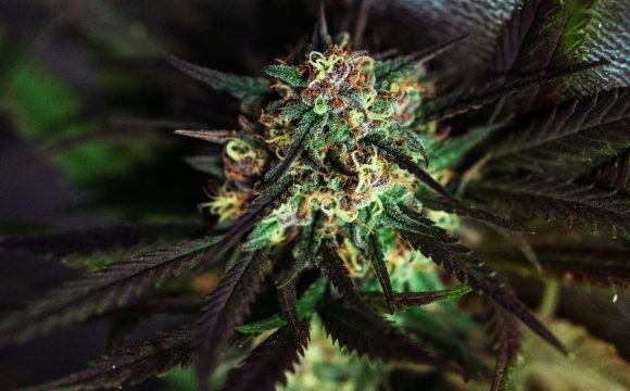 green plant in close up photography